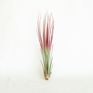 T. Juncea Red Enhanced Large
