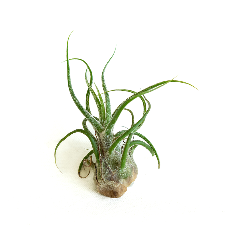 T. Pruinosa Guatemala Large