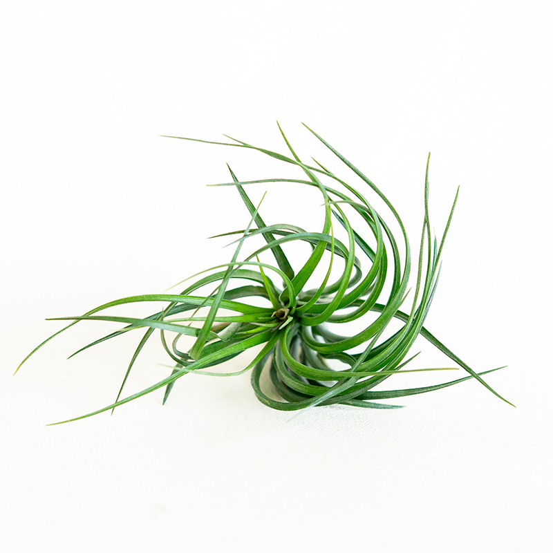 T. Stricta x ten Emerald