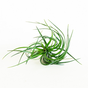 T. Stricta x ten Emerald
