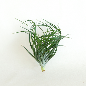 T. Stricta x ten Emerald
