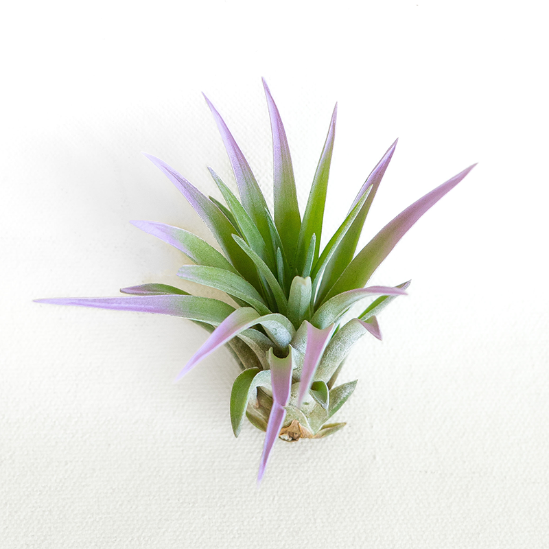 T. Velutina Lavender Mist Enhanced
