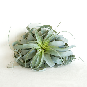 T. Xerographica Large