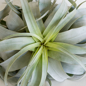 T. Xerographica Large