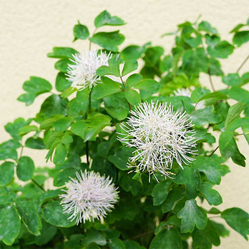 Thalictrum aqui 'Cotton Candy' G01