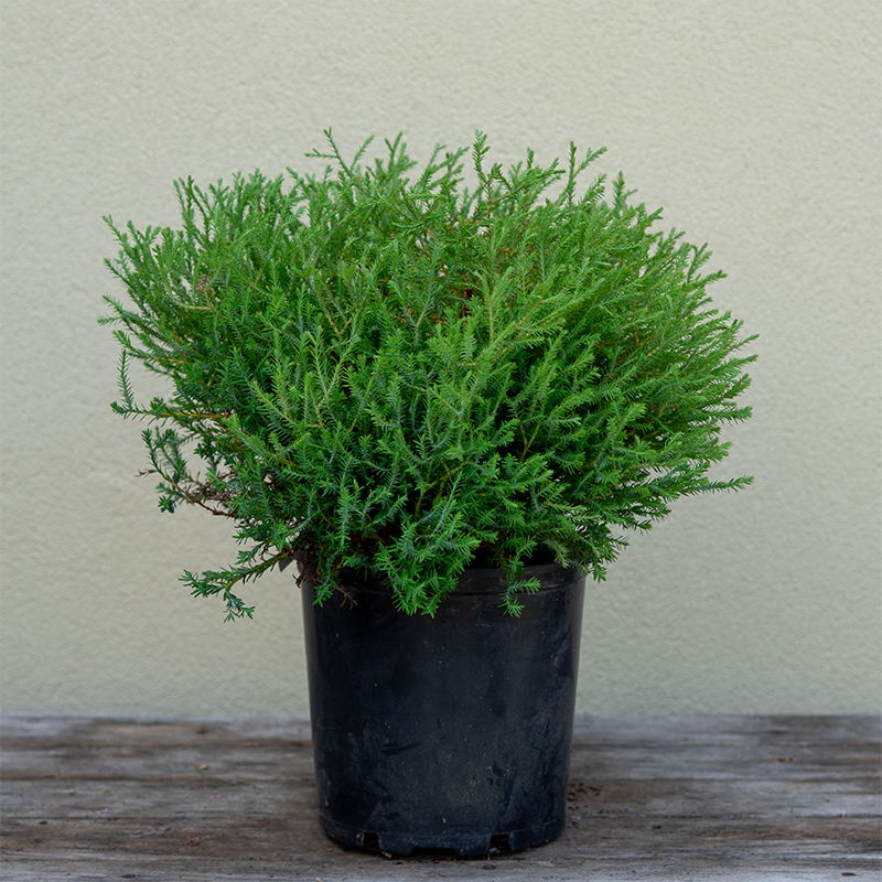 Thuja 'Mr Bowling Ball"