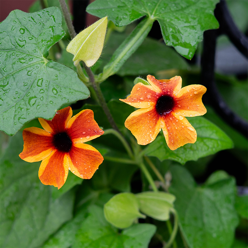Thunbergia 'Amber Stripes' G01