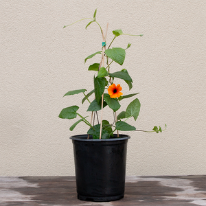 Thunbergia 'Orange' G01