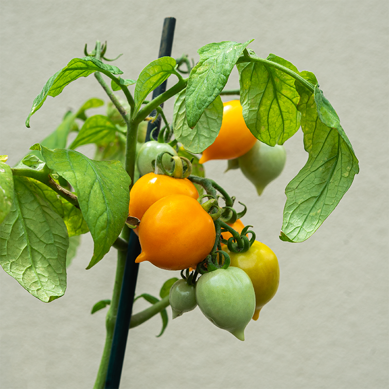 Tomato 'Dora Orange F1' 3.5"