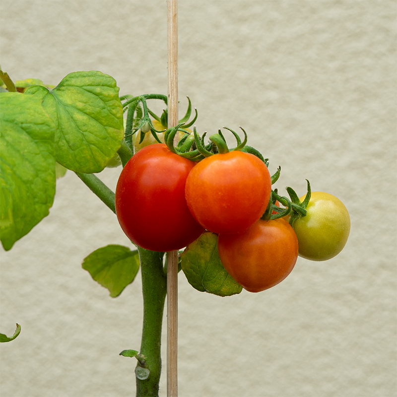 Tomato 'Dora Red F1' 3.5"