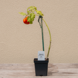 Tomato 'Jolene' 3.5"