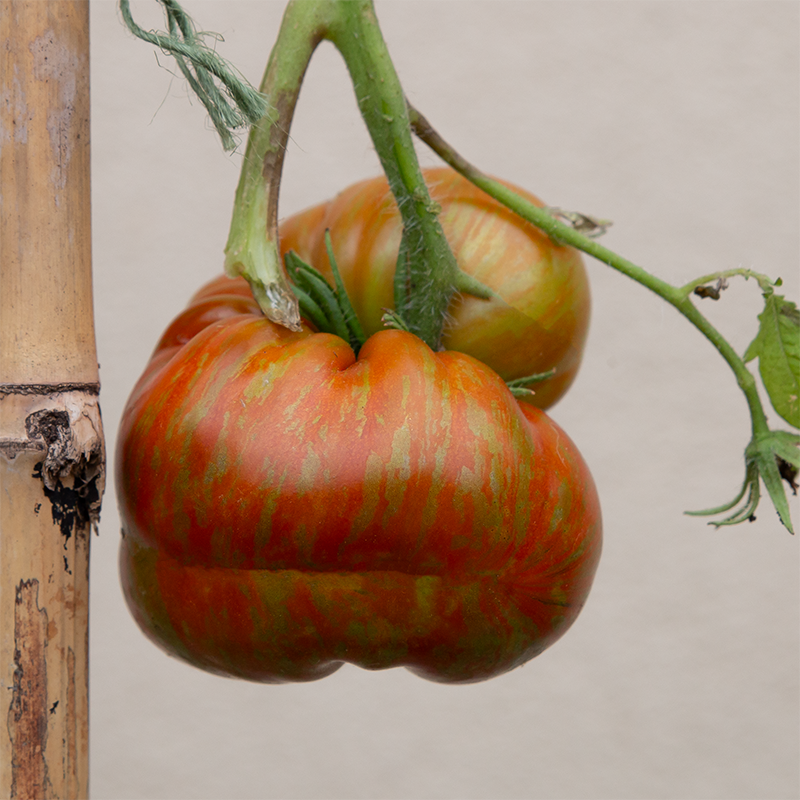 Tomato 'Large Barred Boar' 3.5"