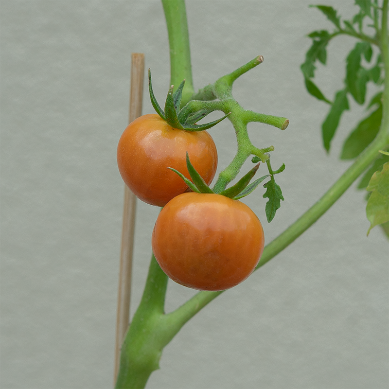 Tomato 'Mochi F1' 3.5"
