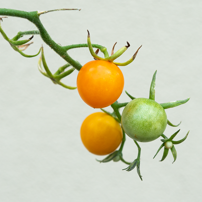 Tomato 'Sun Gold F1' 3.5"