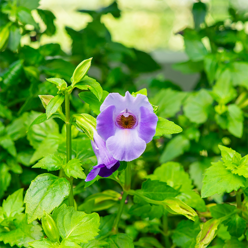 Torenia 'Bouquet Deep Blue' 4"