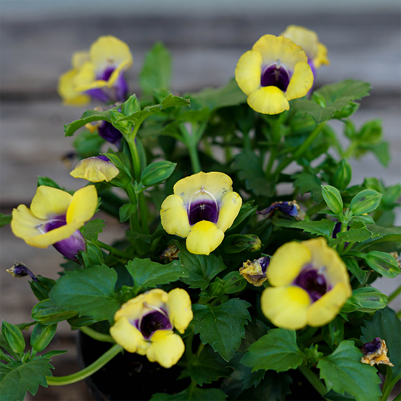 Torenia 'Bouquet Gold' 4"