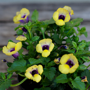 Torenia 'Bouquet Gold' 4"