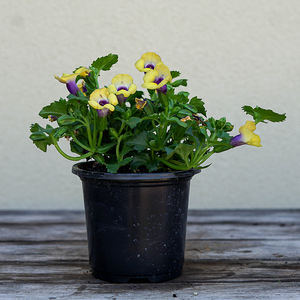 Torenia 'Bouquet Gold' 4"