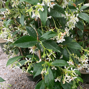 Trachelospermum jasminoides #1 Teepee