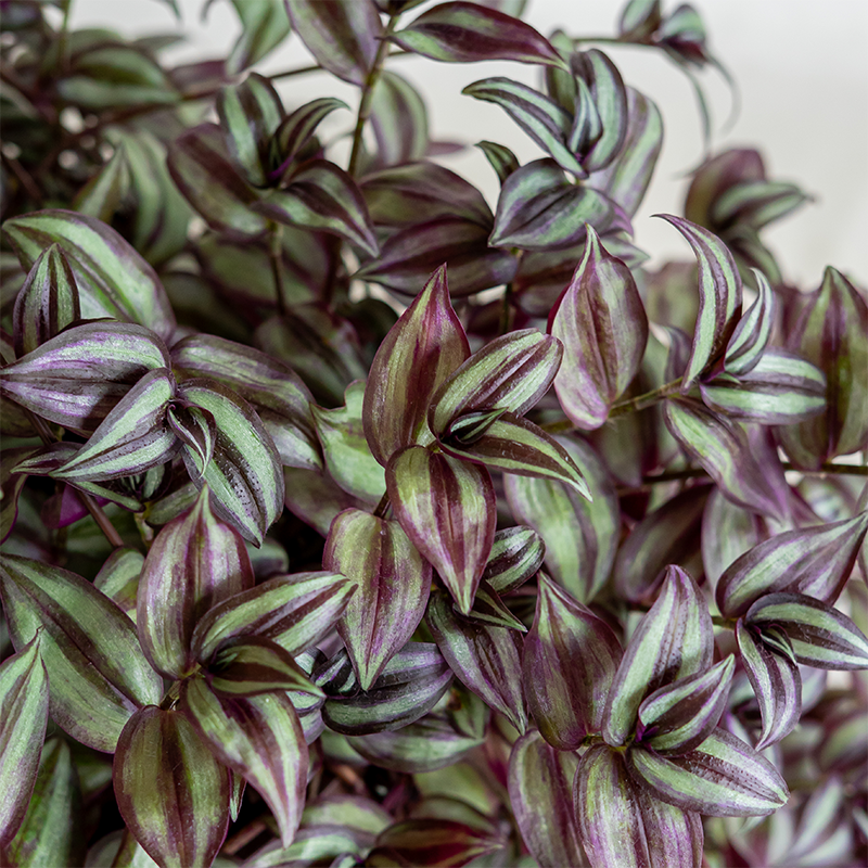 Tradescantia Hanging Basket