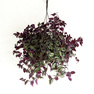 Tradescantia Hanging Basket