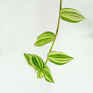 Tradescantia Green Variegated 6" Hanging Basket