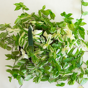 Tradescantia Green Variegated 6" Hanging Basket
