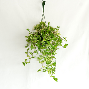 Tradescantia Green Variegated 6" Hanging Basket