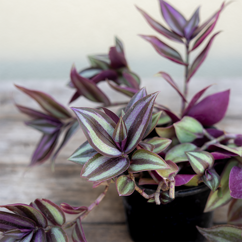 Tradescantia 'Purple-Silver' 4"