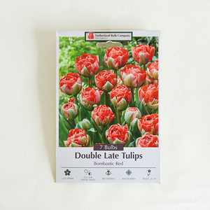 Tulip 'Bombastic Red' Bulb Pk/7