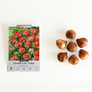 Tulip 'Bombastic Red' Bulb Pk/7