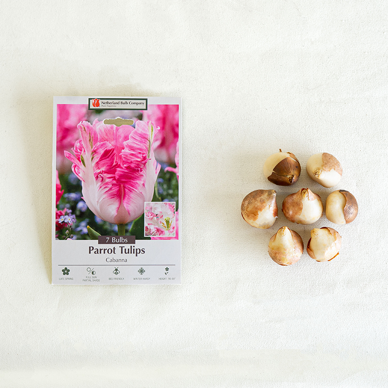 Tulip 'Cabanna' Bulb Pk/7