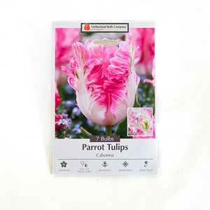 Tulip 'Cabanna' Bulb Pk/7