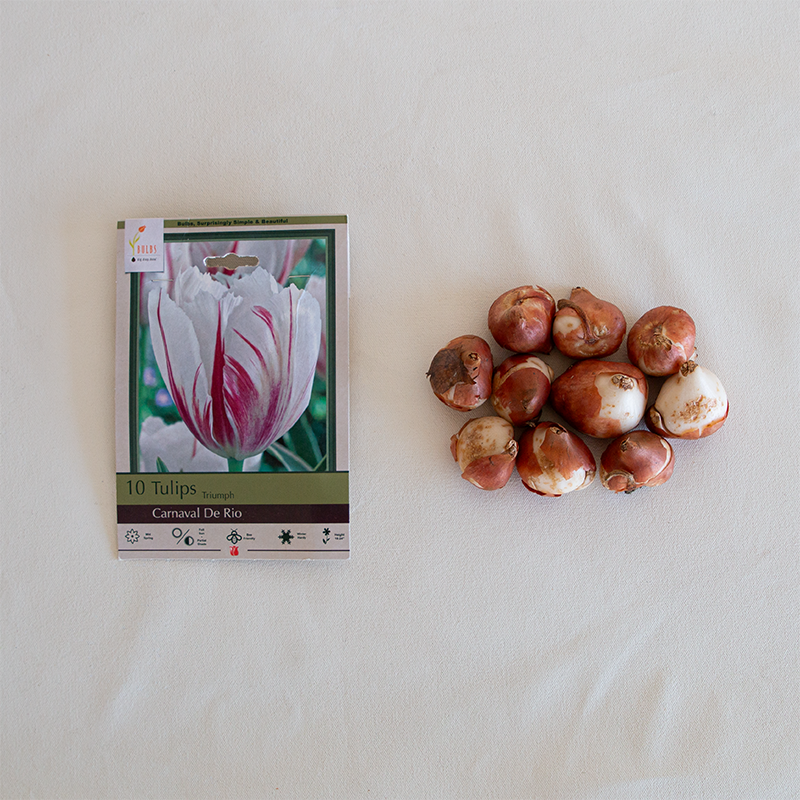 Tulip 'Carnaval De Rio' Bulb Pk/7