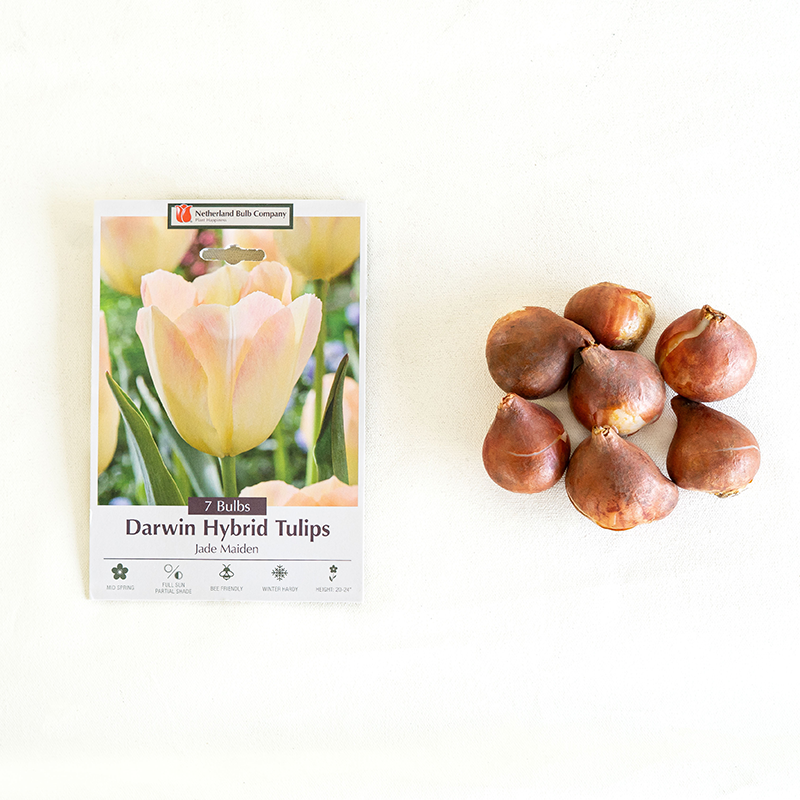 Tulip 'Jade Maiden' Bulb Pk/7