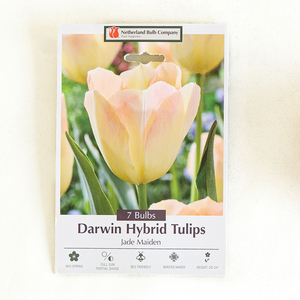 Tulip 'Jade Maiden' Bulb Pk/7