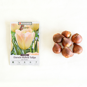 Tulip 'Jade Maiden' Bulb Pk/7