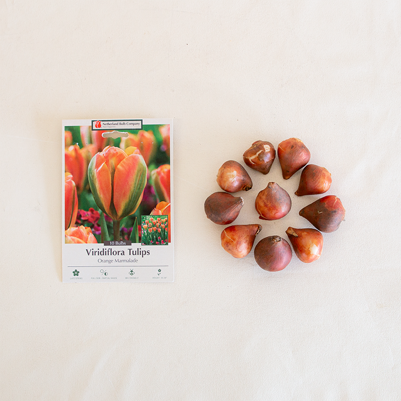 Tulip 'Orange Marmalade' Bulb Pk/7