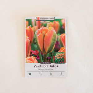 Tulip 'Orange Marmalade' Bulb Pk/10