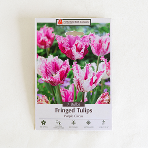 Tulip 'Purple Circus' Bulb Pk/7