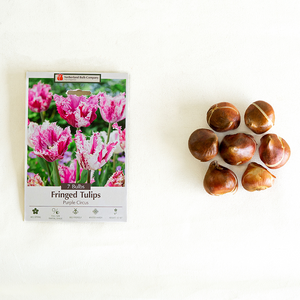 Tulip 'Purple Circus' Bulb Pk/7