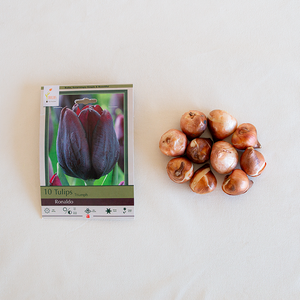 Tulip 'Ronaldo' Bulb Pk/10