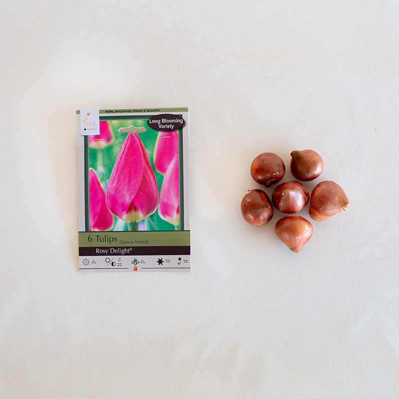 Tulip 'Rosy Delight' Bulb Pk/7