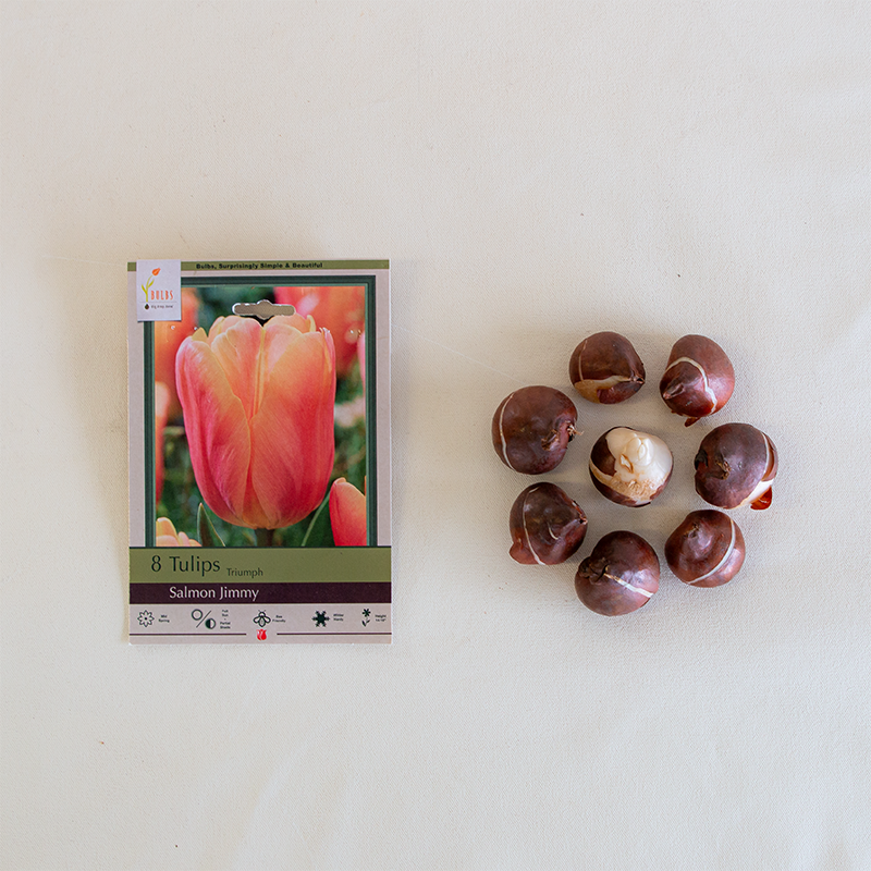 Tulip 'Salmon Jimmy' Bulb Pk/7