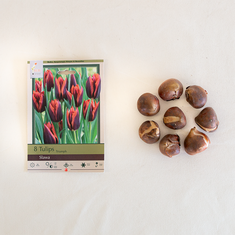 Tulip 'Slawa' Bulb Pk/7