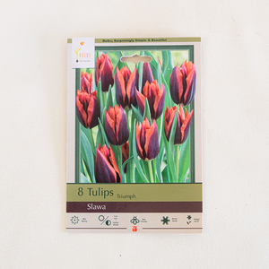 Tulip 'Slawa' Bulb Pk/8