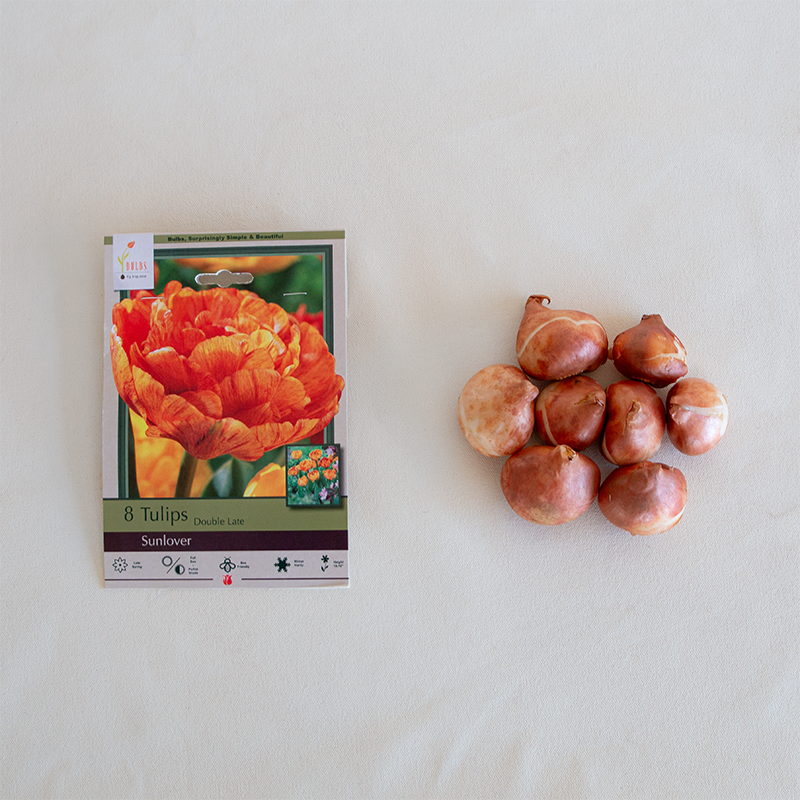 Tulip 'Sunlover' Bulb Pk/7