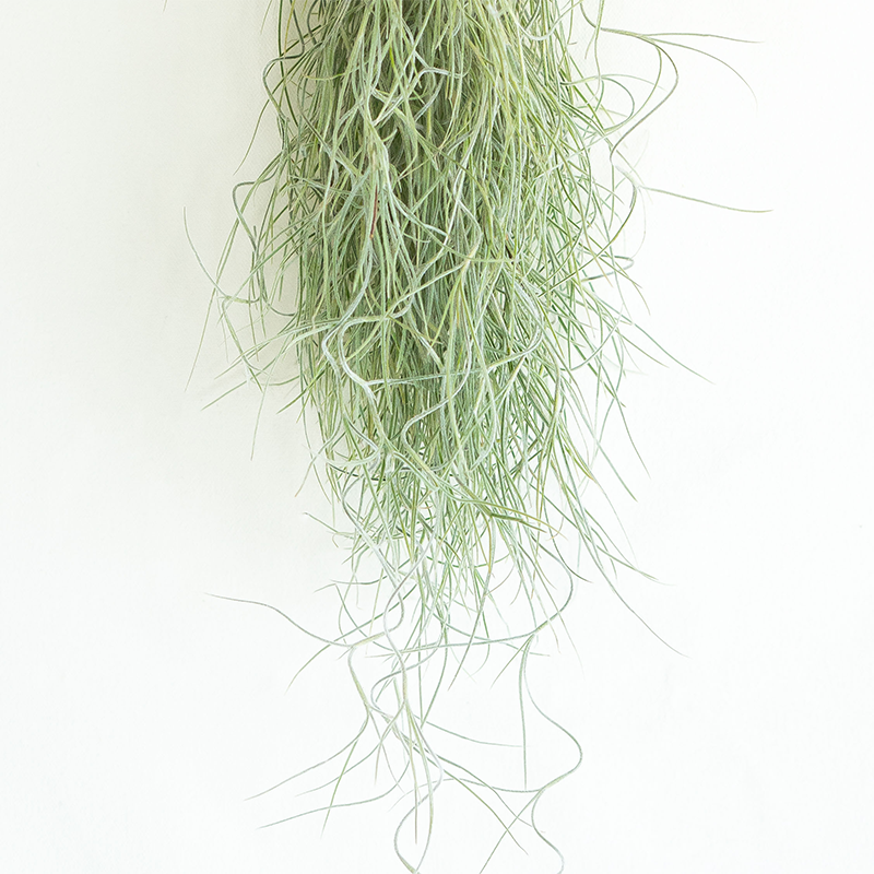 Usneoides Chiapas Bunch