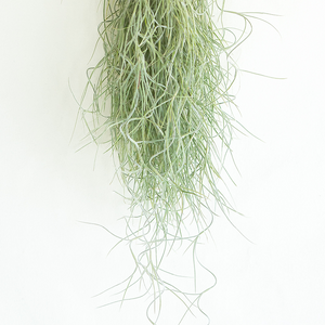 Usneoides Chiapas Bunch