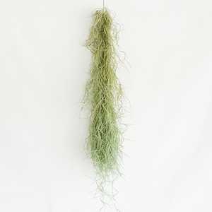 Usneoides Chiapas Bunch
